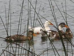 Lago Vichuquen Chile